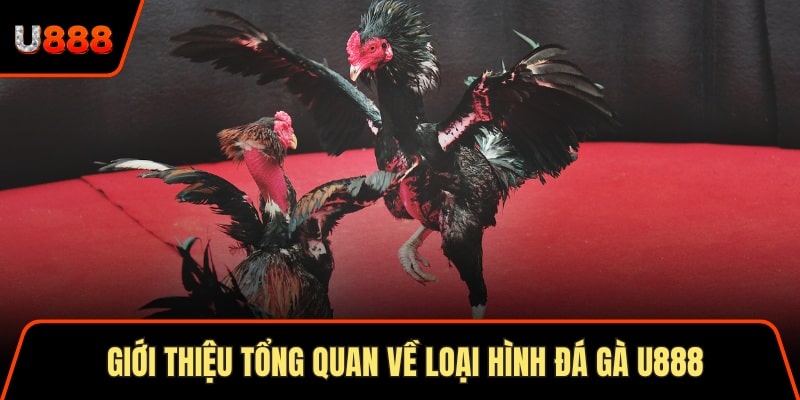 Đá gà U888 Top 1 Trường Đấu Trực Tuyến Chuẩn Quốc Tế 1 Giới thiệu tổng quan về loại hình đá gà U888