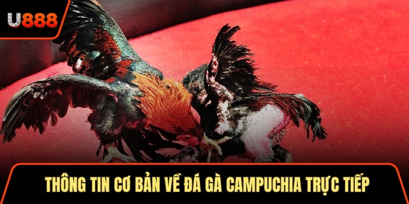 Soi Cầu Thần Tài 3 Cách Áp Dụng Hiệu Quả Nhất 2025 1 Thông tin cơ bản về đá gà campuchia trực tiếp cho hội viên